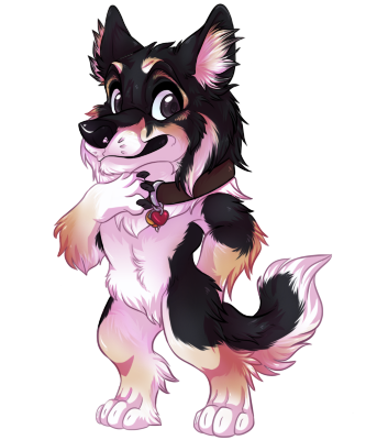BorderCollie_com.png